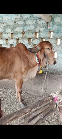 ગીર વોળકી વેસવાની સે