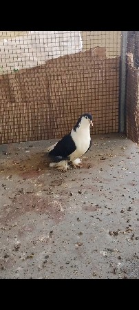 કબૂતર સીરાજી માદી