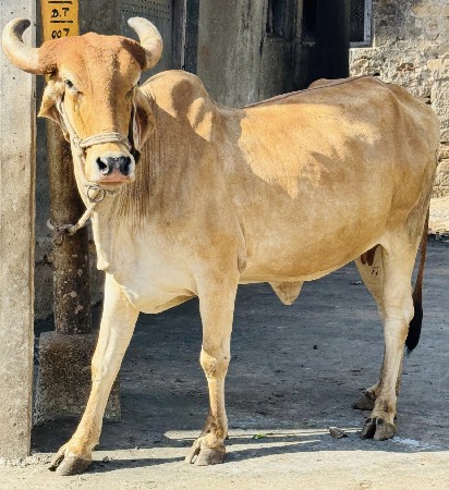 દેસી માકડી હોડકી વેચવાની છે