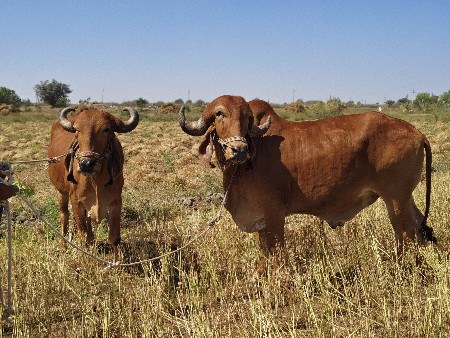 બળદ વેચવાના છે