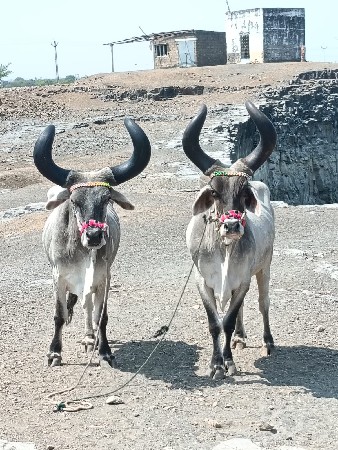 total જવાબદારી ફૂલ જવાબદારી થી વેચ