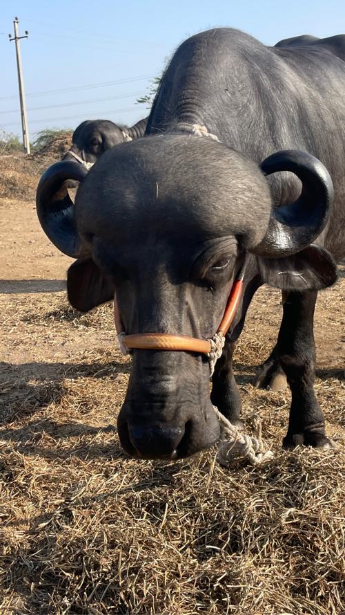 ભેસ વેચવાની છે