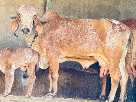 થંબનેલ 3