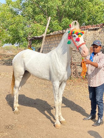 હાઈટ 61+
