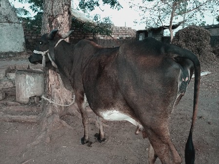 ગાય વેચવાની છે