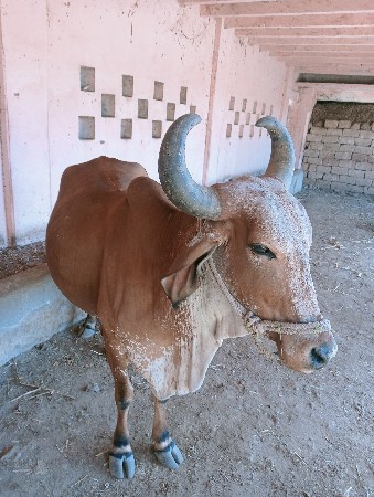 ગાય વેચવાની