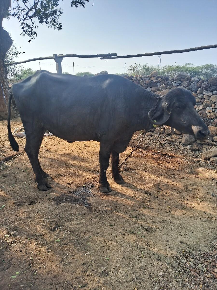 थंबनेल 2