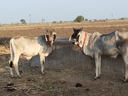 ગોઢલા વેચવાના છે સાવ શોજા