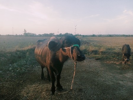 थंबनेल 2