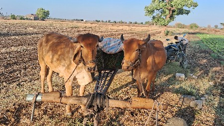 બળદ વેચવાના છે