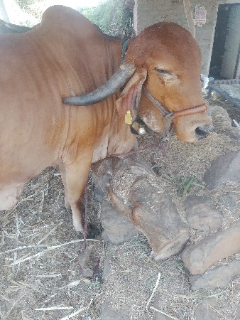 थंबनेल 3