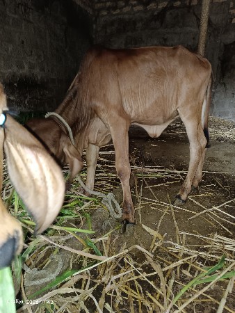 थंबनेल 3