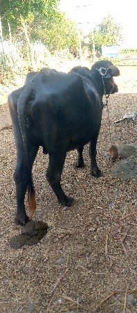 બેદા તે ખડેલી વેચવાની છે