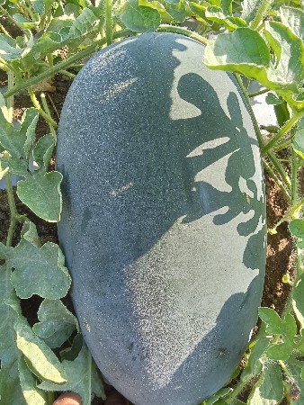 તરબૂચ વેશવાના છે