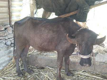 थंबनेल 2