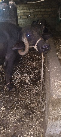 2વેતર.      8મેના ગાભા