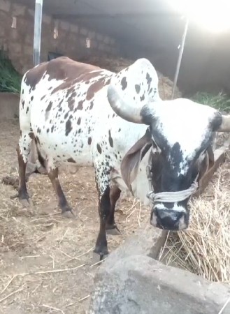 ગાય વેચવાની છે વ્યારા ઉપર છે