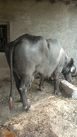 પારેઠ ભેશ લેવાની છે
