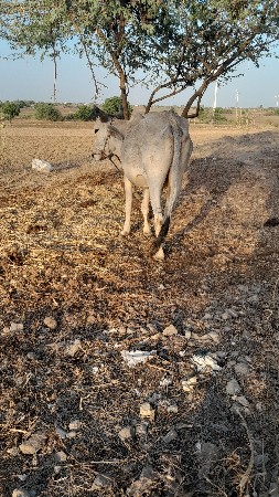 थंबनेल 3