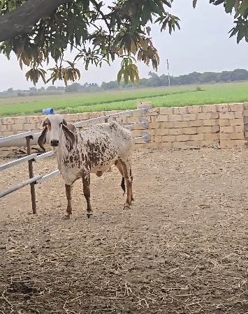 थंबनेल 2