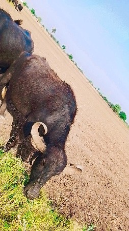 थंबनेल 2