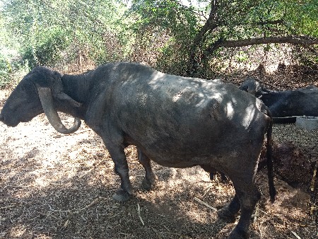 ભેંસ વેચવા ની છે