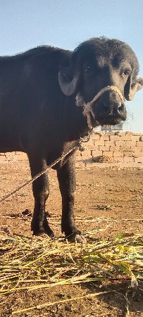 આ પોડો દેવાનો છે