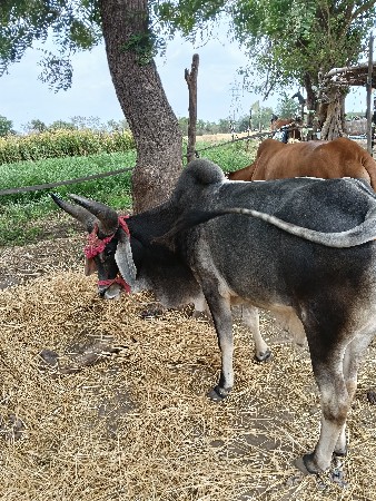 थंबनेल 3