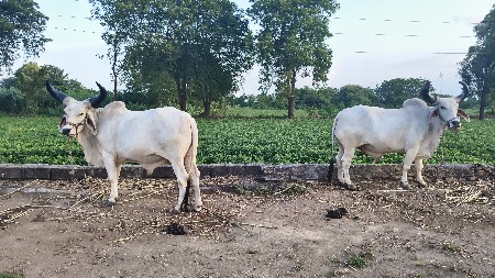 બળદ વહેંચવા ના છે