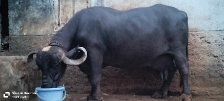 ભેંસ વેચવાની છે