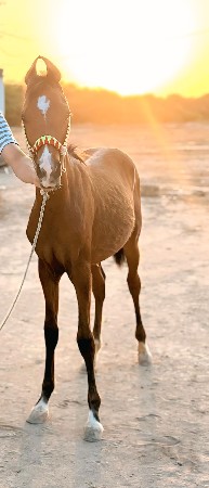 વસેરો