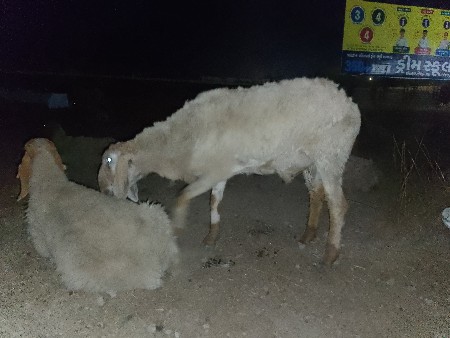 ઘેટો વેંચવાનો છે 2 વરસ નો છે