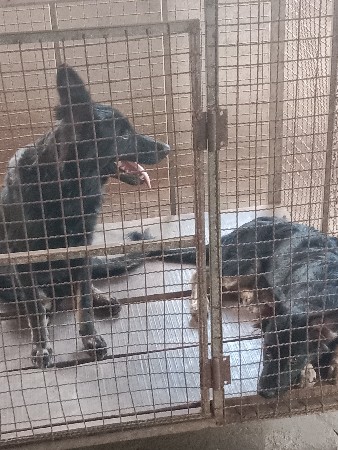 એક જર્મન સફર અને બીજી પંજાબ બીજ