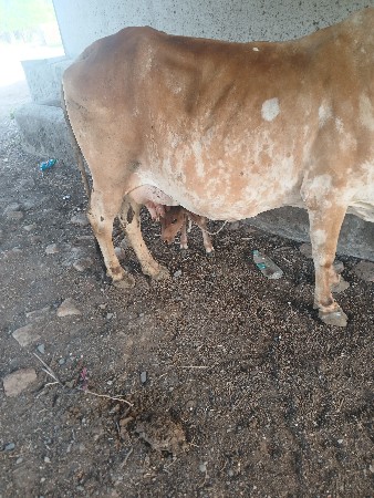 થંબનેલ 2