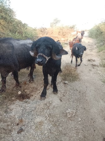 થંબનેલ 2