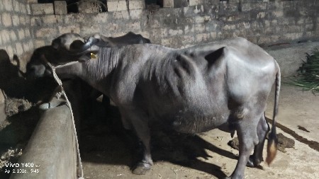 થંબનેલ 2