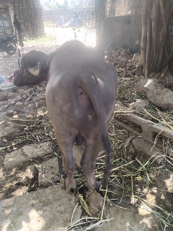 થંબનેલ 2