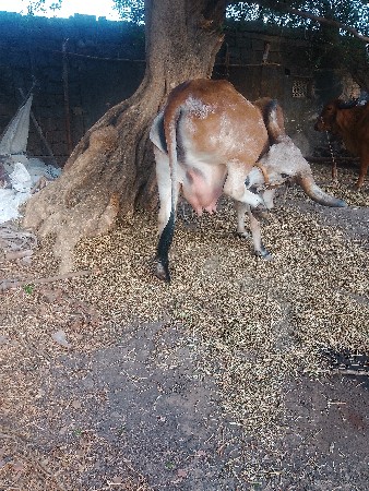 ગાયવેશવાનીછે