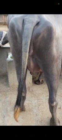 આ ખડેલી વેશવાની છે વેતર પેલુ