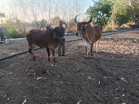 બળદ વેચવાના છે