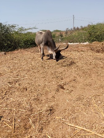 थंबनेल 3