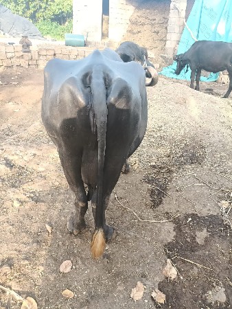 ભેંસ વેચવાની છે