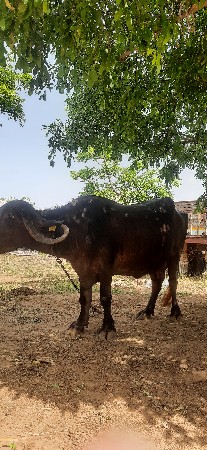 ભેંસ વેશવાની છે.