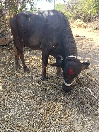 थंबनेल 2