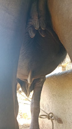 ખડેલી વેસવાની  સે