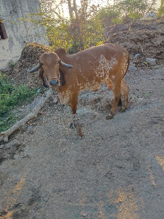 સારી ખડેલી હોય તો સાટા પન પાડવા