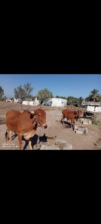 બળદ વેચવાના છે