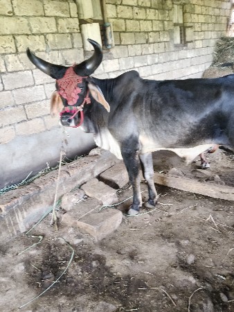 थंबनेल 3