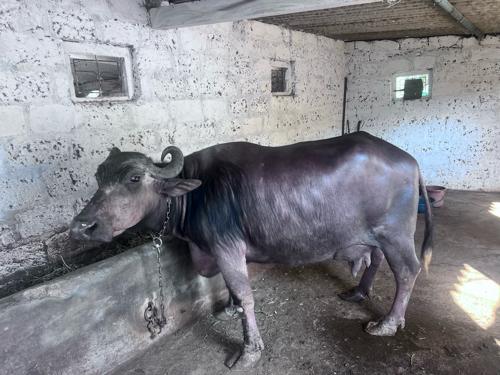 थंबनेल 3