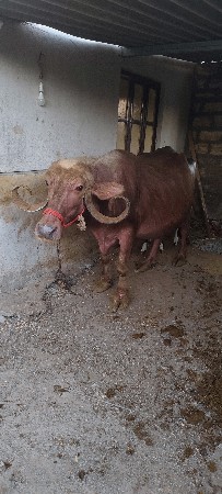 थंबनेल 3